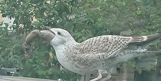 Görenler hayrete düştü: Bir martının kocaman fareyi yediği o an!