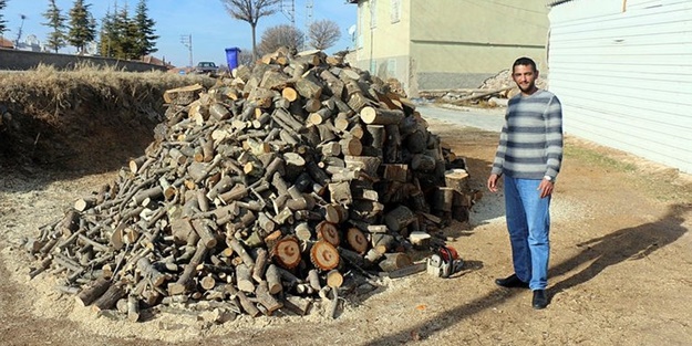 Görenler hayrete düştü! Kesilen ağacın içinden çıktı