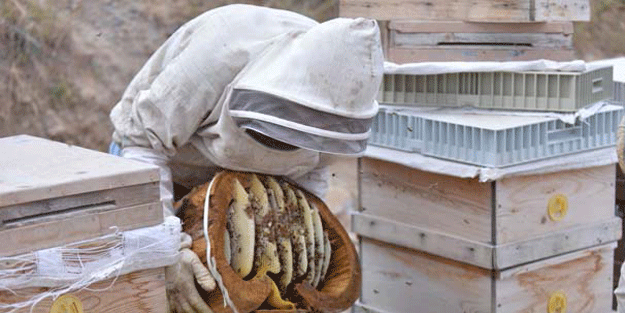 Görenler hayrete düştü! Kütüğün içinde…