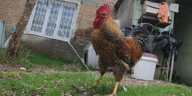 Görenler hayrete düşüyor! Çocuklara saldırmasın diye ağaca bağlandı