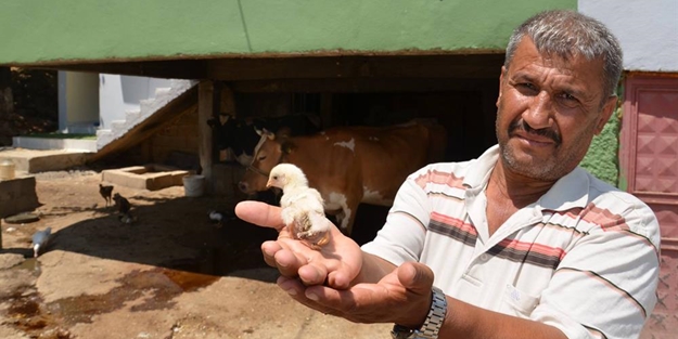 Görenler hayrete düşüyor - FOTO