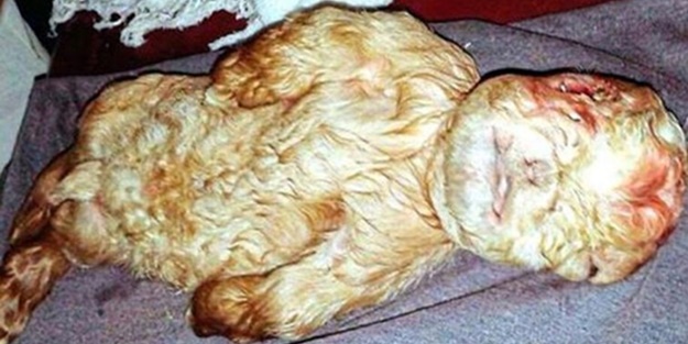 Görenler hayrete düşüyor! - FOTO