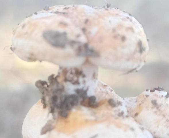 Görenler inanamadı! Bilinçsizce tüketmey