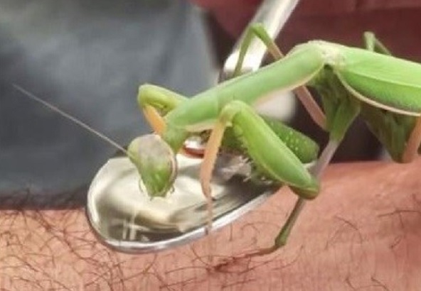 Görenler inanamadı! Peygamber devesi böyle su içti