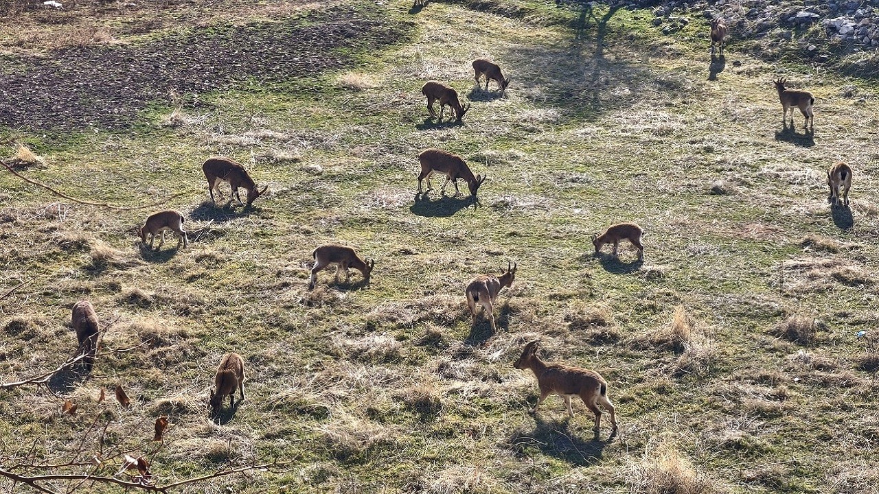 Görenler inanamıyor! Bu sürünün çobanı yok