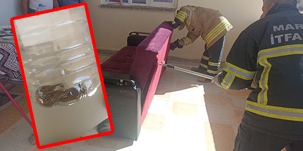 Görenler korkudan şaştı kaldı! Evin her köşesinden yılan çıkıyor