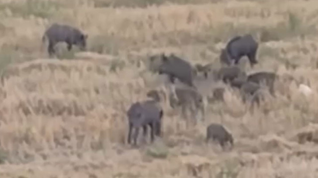 Görenler korkuya kapıldı! Aç domuz sürüsü şehre indi