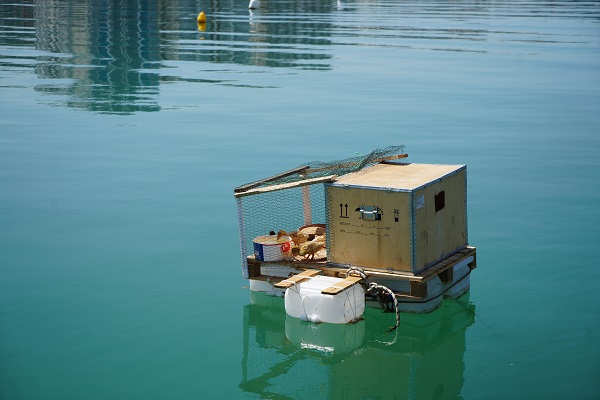 Görenler ne olduğuna anlam veremiyor! Bu da yüzen kümes