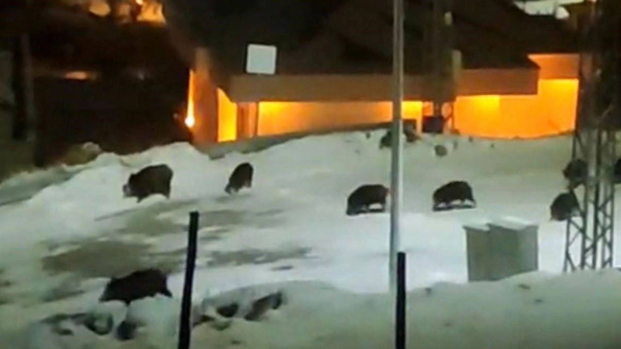 Görenler neye uğradığını şaşırdı! Tam 13 tane