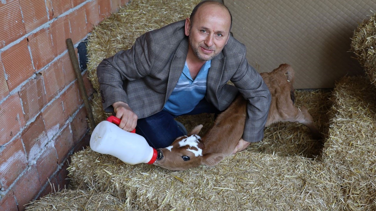 Görenler şaşıp kalıyor! Ön ayaksız doğdu