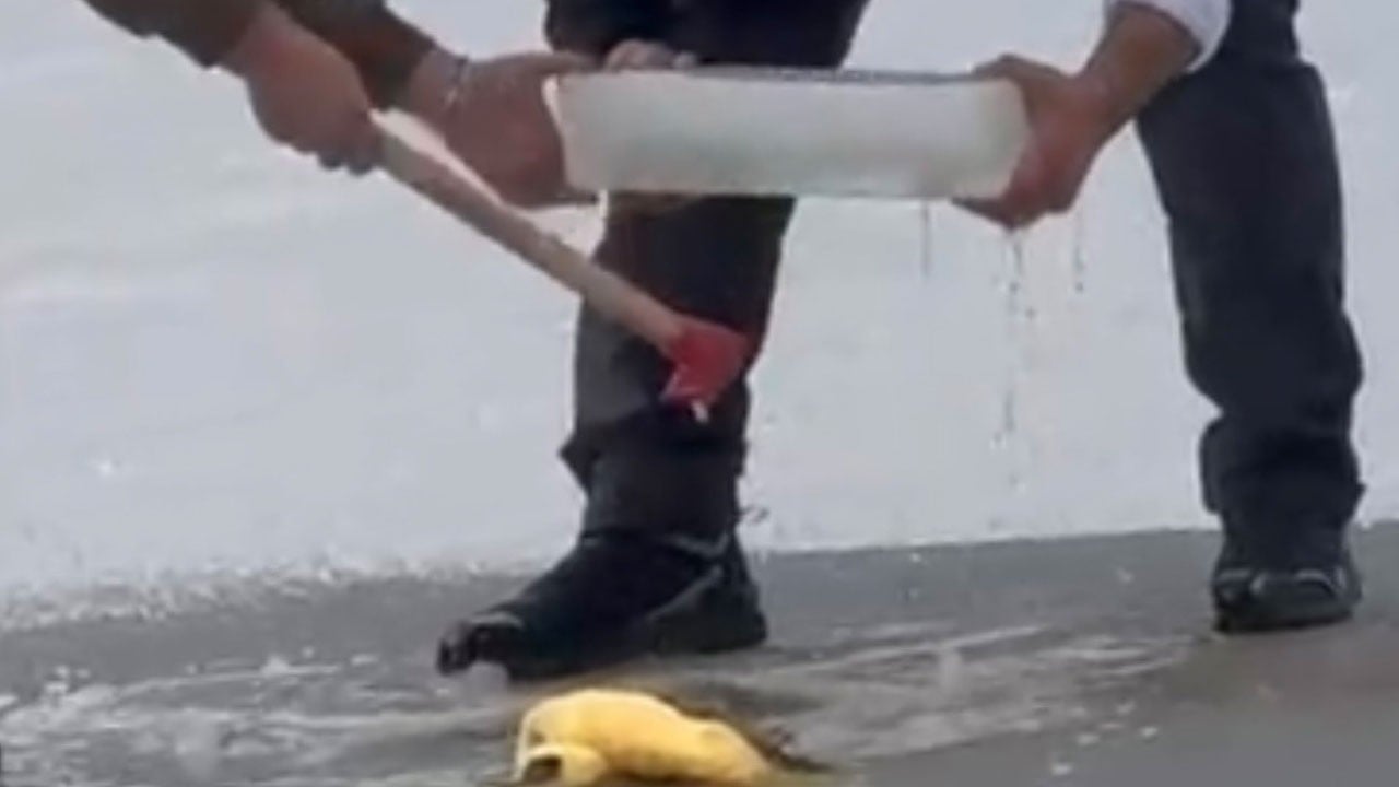 Görenler şaşırdı kaldı! Bakın buz tutan gölette ne yaptı