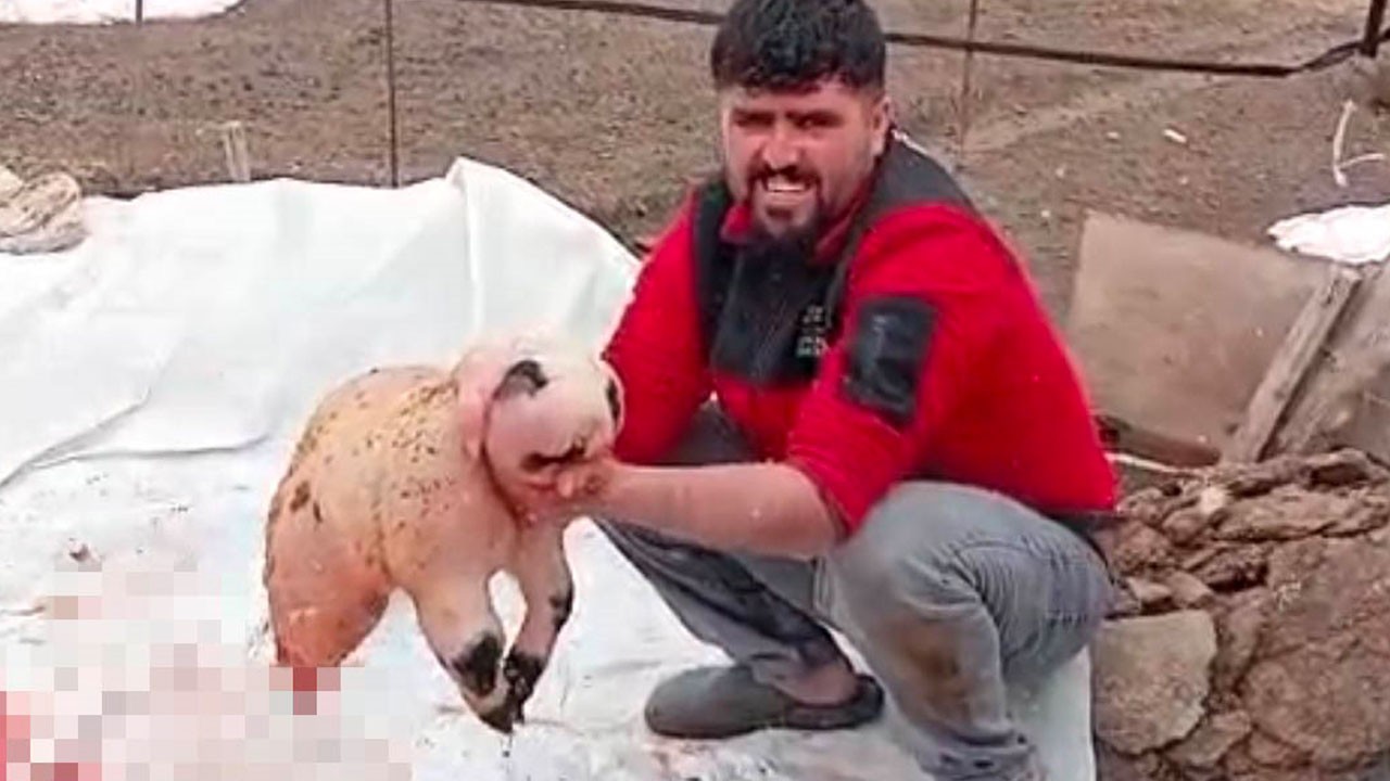 Görenler şaşırdı kaldı! Panda yavrusunu andıran kuzu ölü doğdu