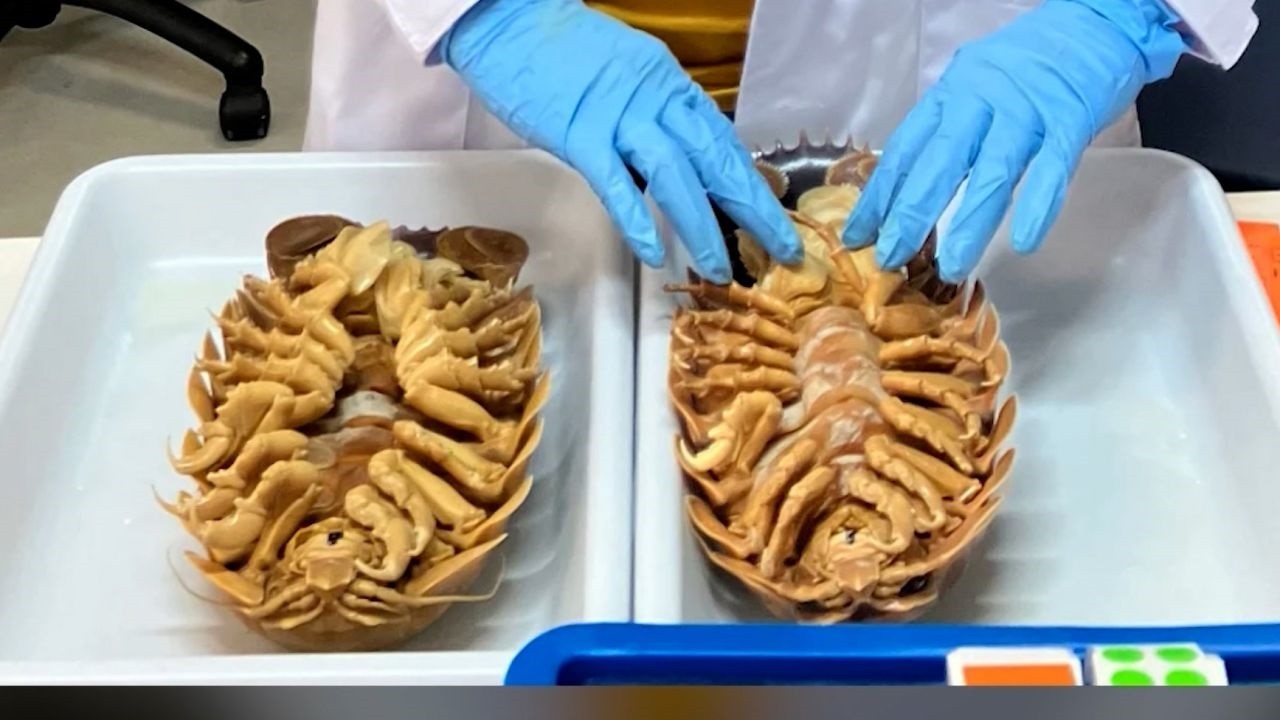 Görenler şaşırdı! Vietnam açıklarında yeni bir deniz canlısı keşfedildi