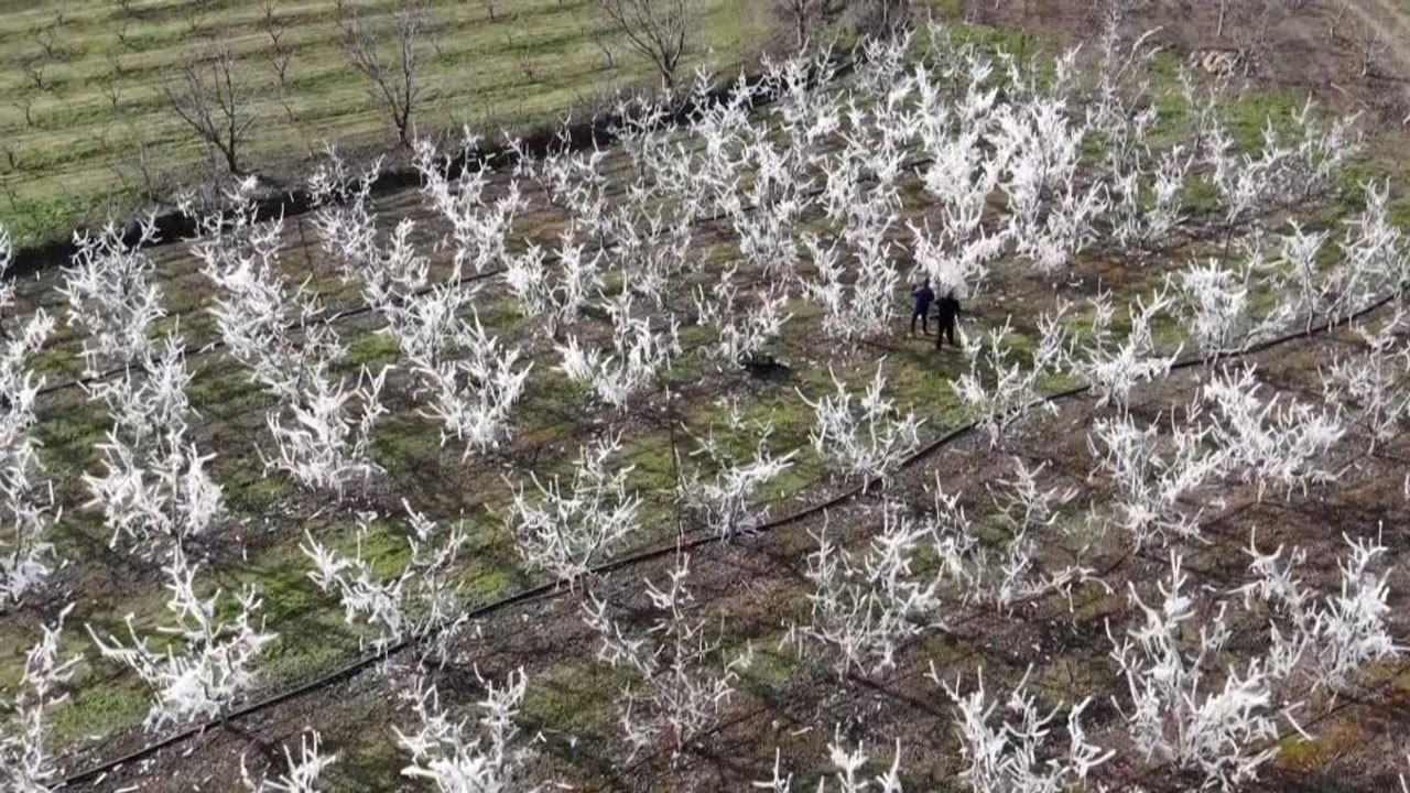 Görenler şaşırıp kaldı! Amasyalı çiftçiden zekice çözüm