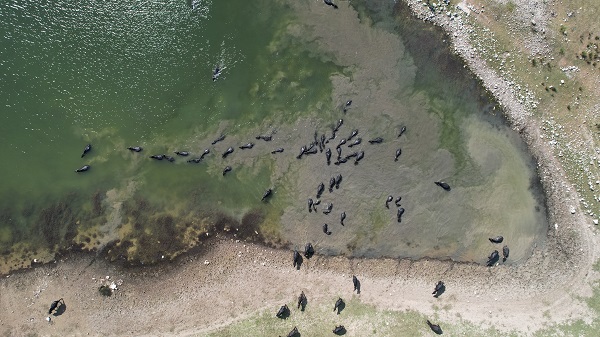 Görenler şaşırıp kaldı! Bu görüntüler Afrika'dan değil İstanbul'dan