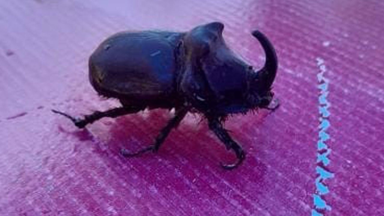Görenler şaşırıp kaldı! Dünyanın en güçlü böceği o ilimizde ortaya çıktı