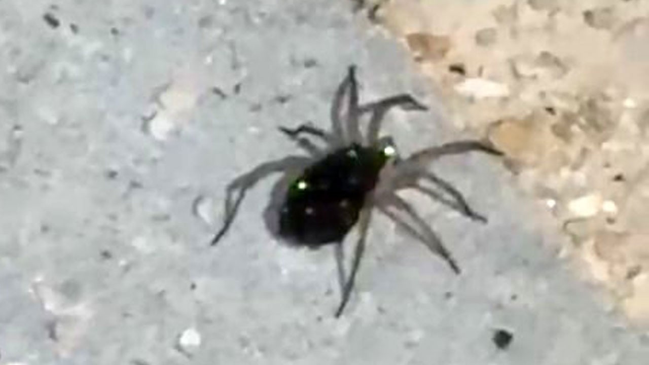 Görenler şaşırıp kaldı! Sırtında yüzlerce yavrusunu taşıyor