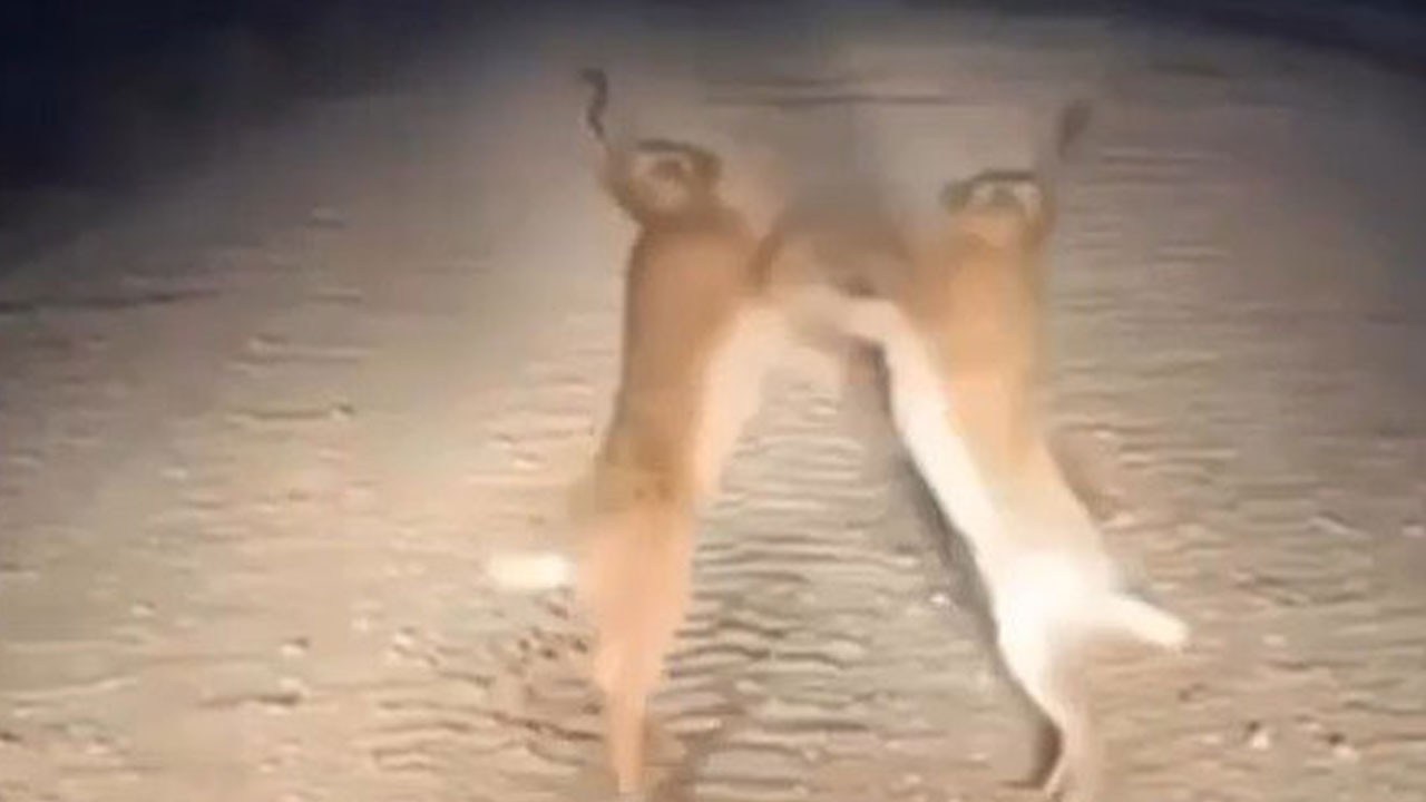 Görenler şaşırıp kaldı! Yaban tavşanlarının boks maçı kamerada