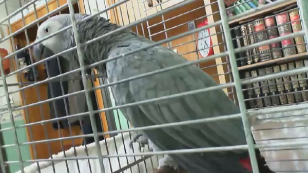 Görenler şaşırıp kalıyor! Bu papağan 