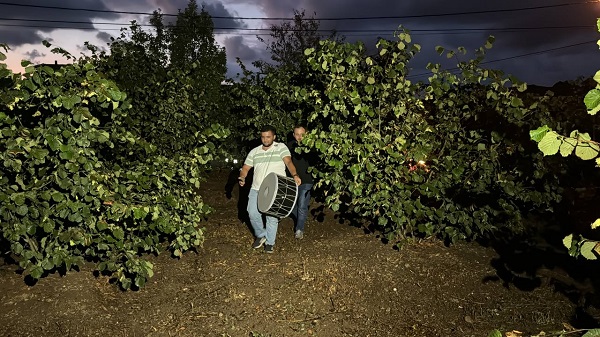 Görenler şaşırıp kalıyor! Fındıkları bakın yaban hayvanlarından nasıl koruyor