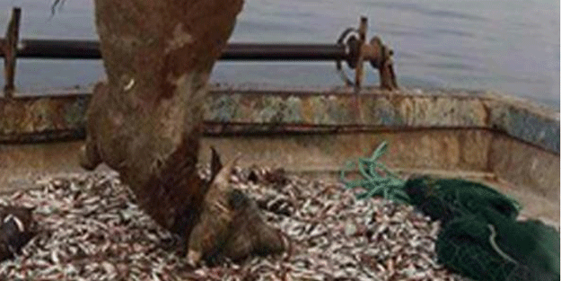 Görenler şaşkına döndü! Balıkçıların ağına takıldı