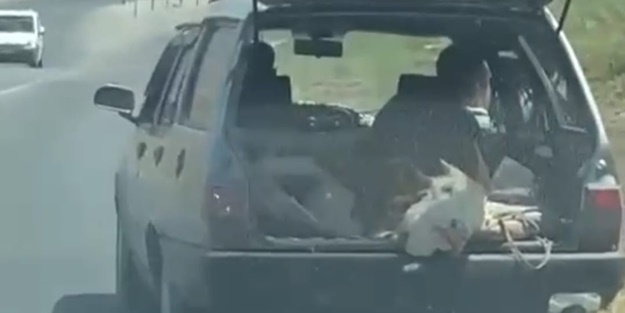 Görenler şaşkına döndü... İneği bakın nasıl taşıdılar