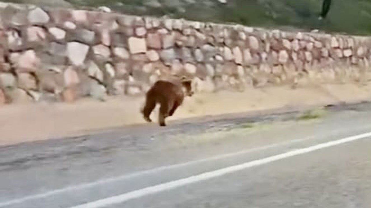Görenler şaşkına döndü! Malatya’da yola çıkan ayı kamerada