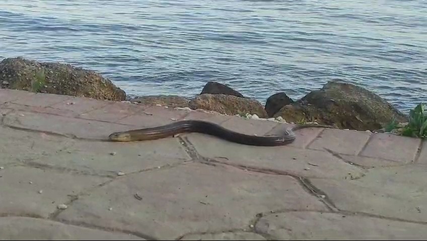 Görenler şaşkına döndü! Yılan değil başka bir tür