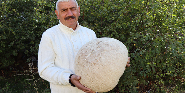 Görenler şaşkına dönüyor! Yürüyüş yaparken karşısında çıktı