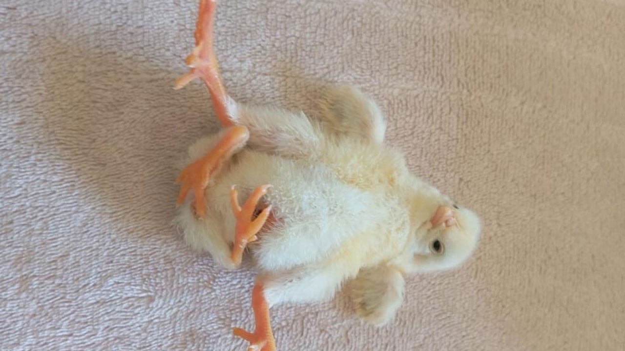 Görenler şaşkınlığını gizleyemedi! Bu civciv diğerlerinden çok farklı