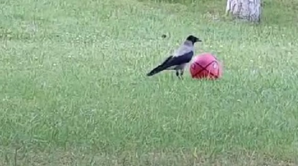 Görenler şaşkınlığını gizleyemiyor! Hayvanlar aleminin Messi’si