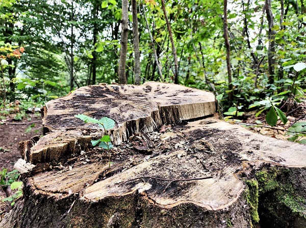 Görenler şaştı kaldı! 100 yıllık ağacın kütüğünden çıktı