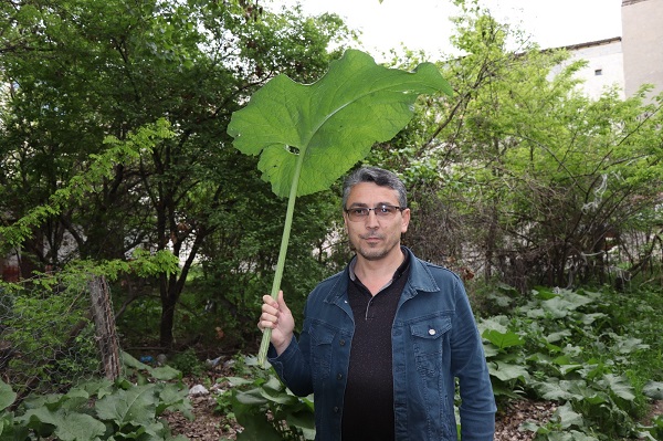 Görenler şaştı kaldı! Bu nasıl ot?