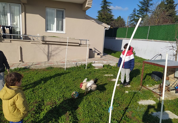 Görenler şaştı kaldı! Horoz futbolculara taş çıkarttı