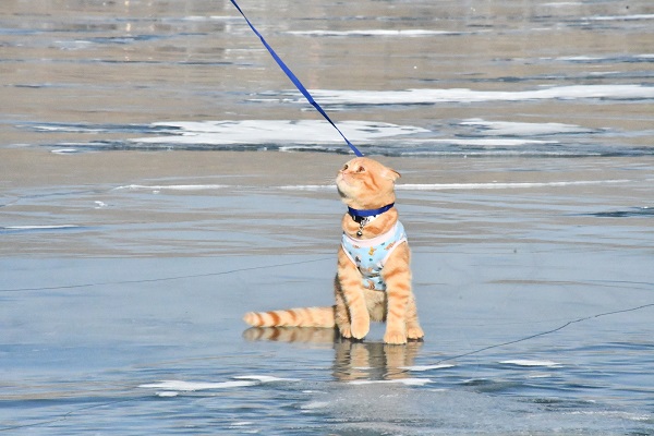 Görenler şaştı kaldı! Küçük kedi buz üstünde yürüyüşe çıktı