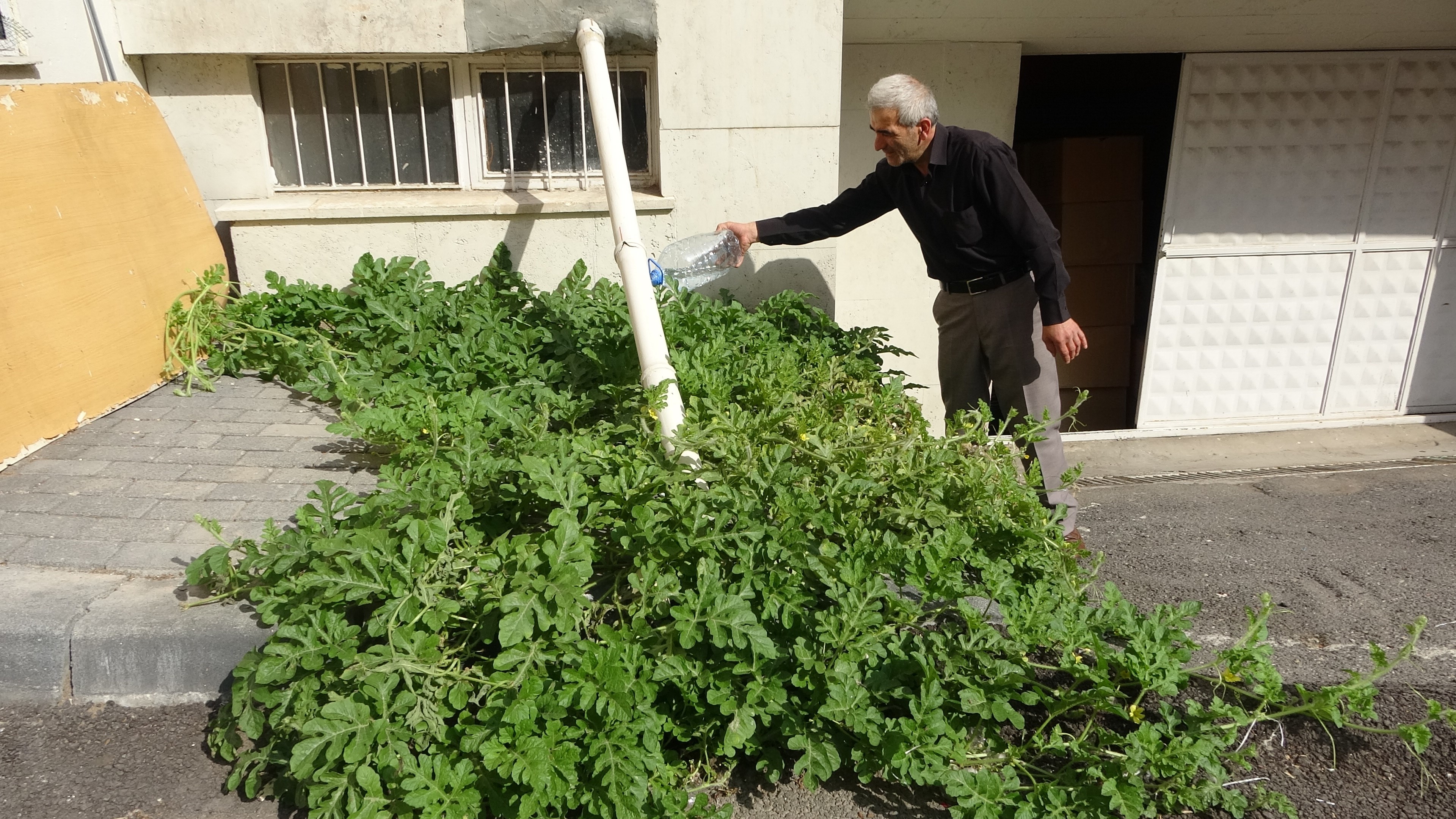 Görenler şaştı kaldı! Sivas'ta karpuz yetişmez dediler onlar ilki başardı