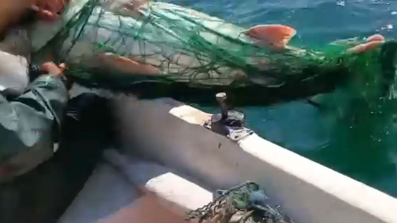 Görenler şaştı kaldı! Tam 72 kilo ağırlığında