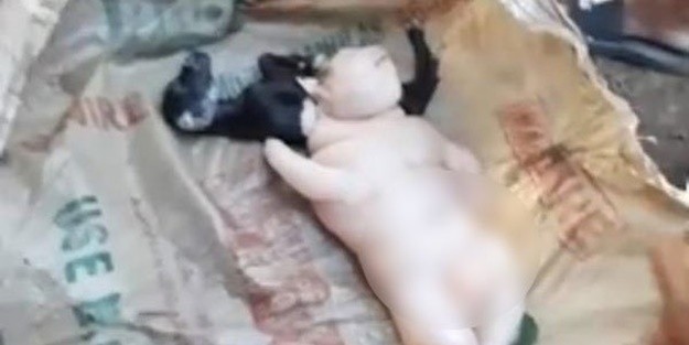 Görenler şok oldu! Yarı insan yarı domuz doğdu