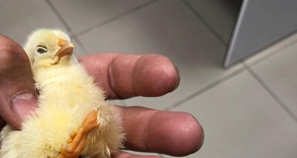 Görenler şoke oldu | Bakın civcivin kaç ayağı var!