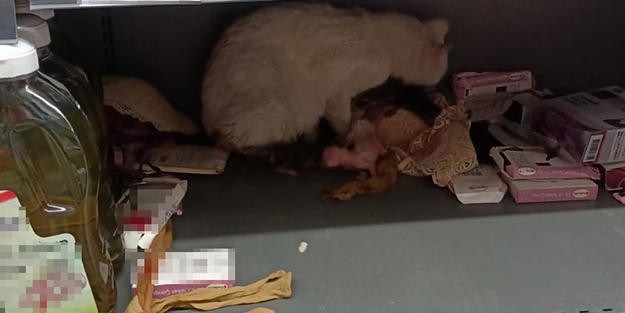 Görenler şoke oldu! Kedi markette doğum yaptı