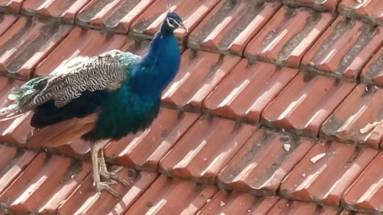 Görenleri hayrete düşürdü! Tavus kuşu 2 gün boyunca çatıda kaldı