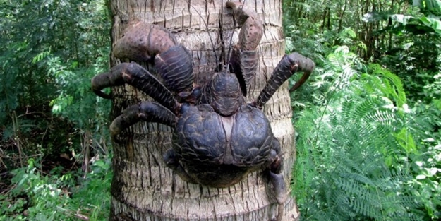 Görenleri hayrete düşüren koca yengeç