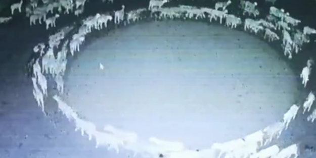 Görenleri hayrete düşüren olay! Koyunlar günlerce daire şeklinde yürüdü