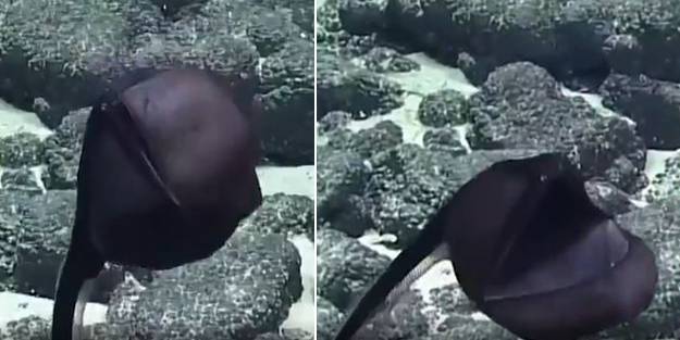 Görenleri hayrete düşüren yaratık! Ağzını vücudundan katbekat fazla açıyor