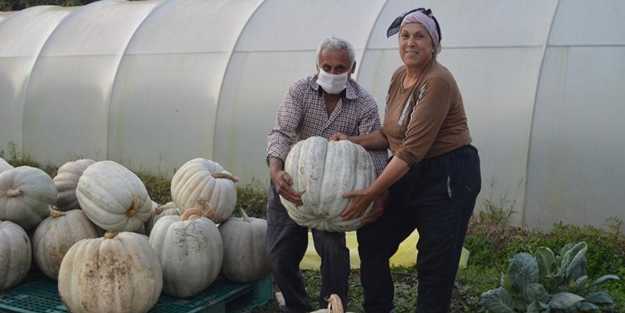 Görenleri hayrete düşürüyor! Her biri 50 kilogram