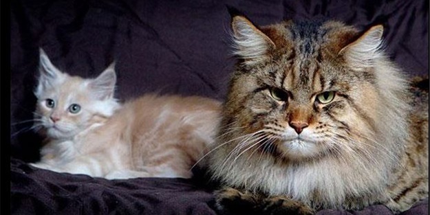 Görenleri şaşırtan dev hayvanlar - FOTO