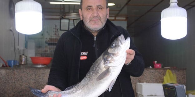 Görenleri şaşkına çevirdi! Karadeniz'de 4,5 kiloluk levrek avlandı: 1800 TL