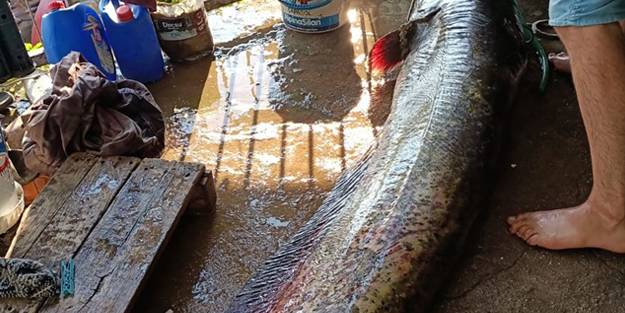 Görenleri şaşkına çevirdi! Oltayla 70 kiloluk balık yakaladı