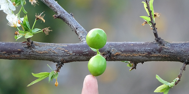 Görenleri şaşkına çeviren doğa olayı! Gözlerine inanamadılar