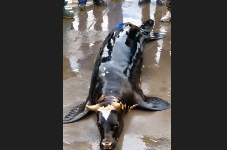 Görenlerin ağzı açık kaldı! Yeni bir hayvan türü bulundu